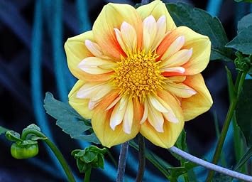 Collarette Dahlia Flower seeds for Planting Vibrant Colors, Heirloom & GMO Free Seeds for Home Garden seeds for planting