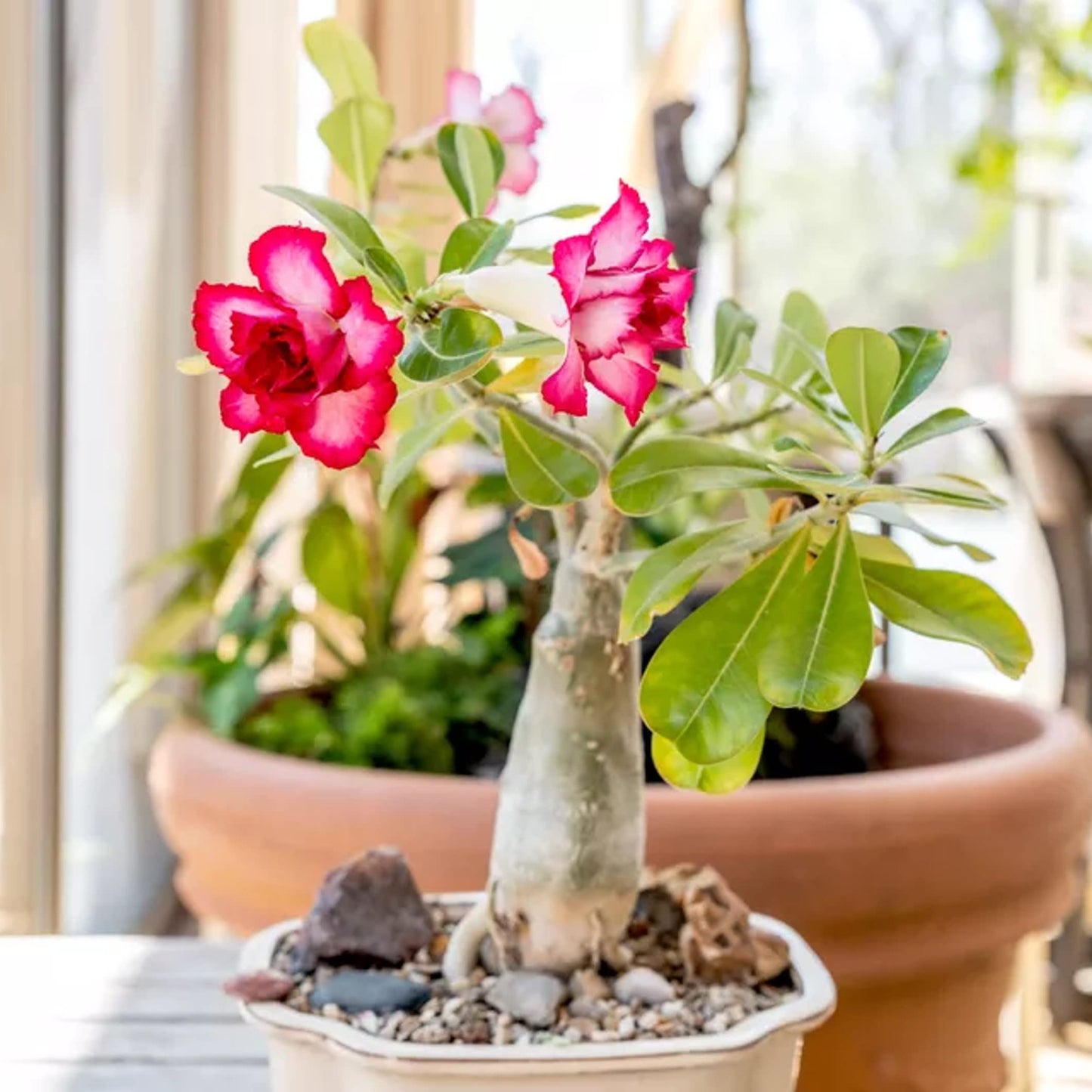 Red White Adenium Obesum Flower seeds for Planting Premium Quality Heirloom & GMO Free Seeds for Home Garden