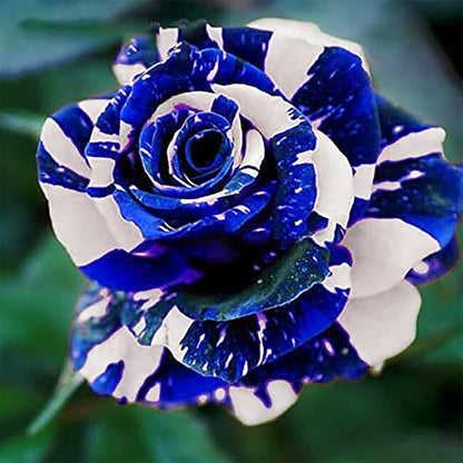 Tiger stripe blue Rose Flower seeds for Planting Perfect for Borders Heirloom & GMO Free Seeds for Home Garden