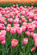 Tulip Flower seeds for Planting Premium Quality, Heirloom & GMO Free Seeds for Home Garden seeds for planting