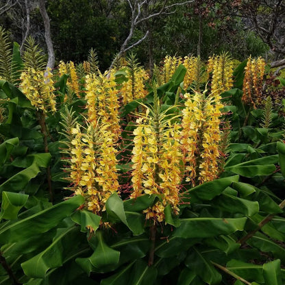 Hedychium Gardnerianum Flower seeds for Planting Cottage Garden Essential Heirloom & GMO Free Seeds for Home Garden