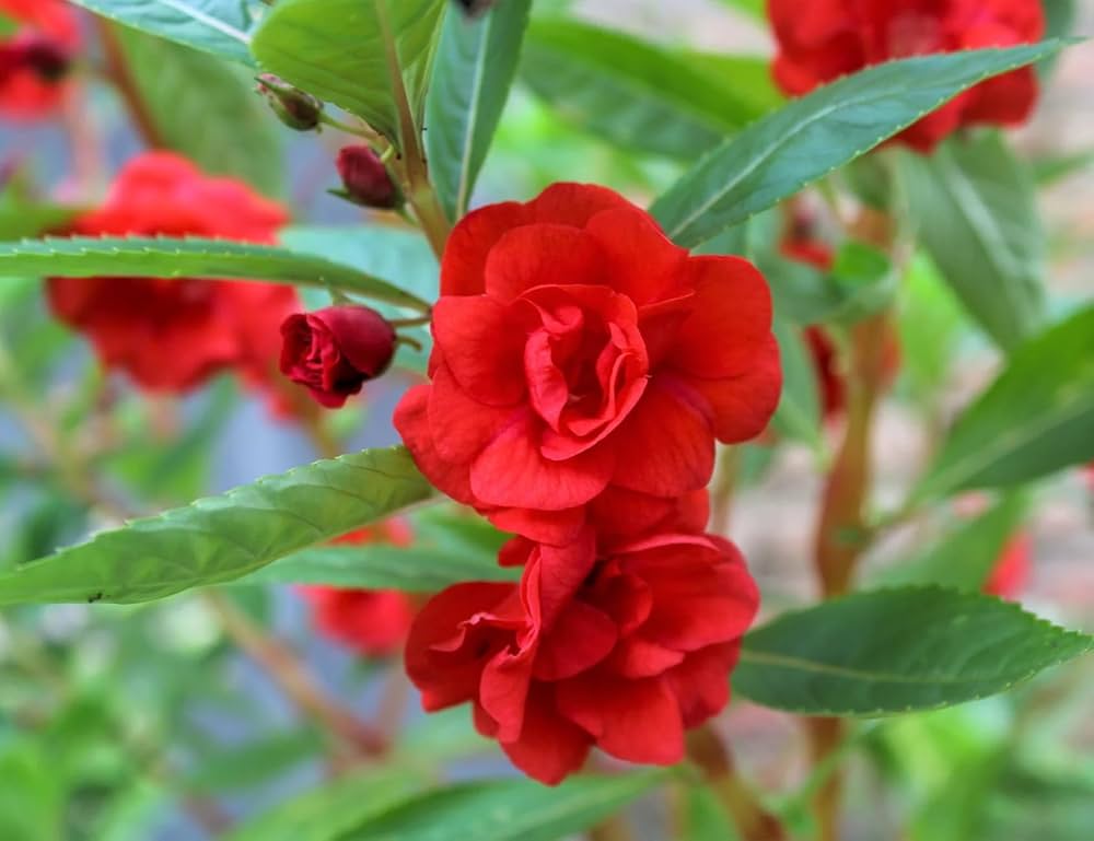 High quality Balsamine Flower seeds for Planting Sun Loving, Heirloom & GMO Free Seeds for Home Garden seeds pack
