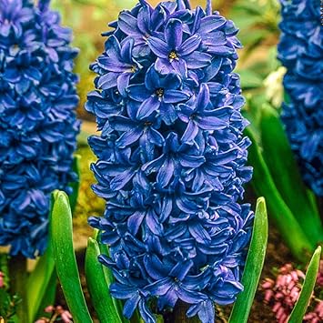Blue Hyacinth Flower seeds for Planting Perfect for Borders, Heirloom & GMO Free Seeds for Home Garden seeds for planting