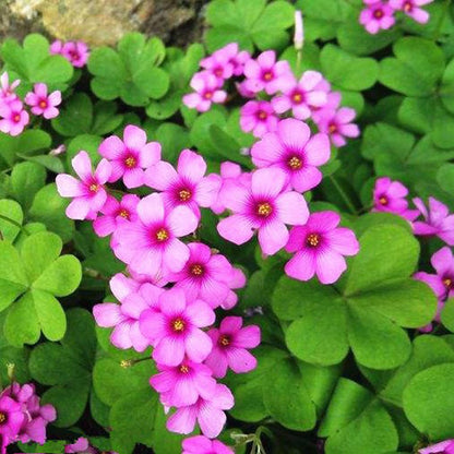 Oxalis Spring Flower seeds for Planting, Easy to Grow Heirloom & GMO Free Seeds for Home Garden