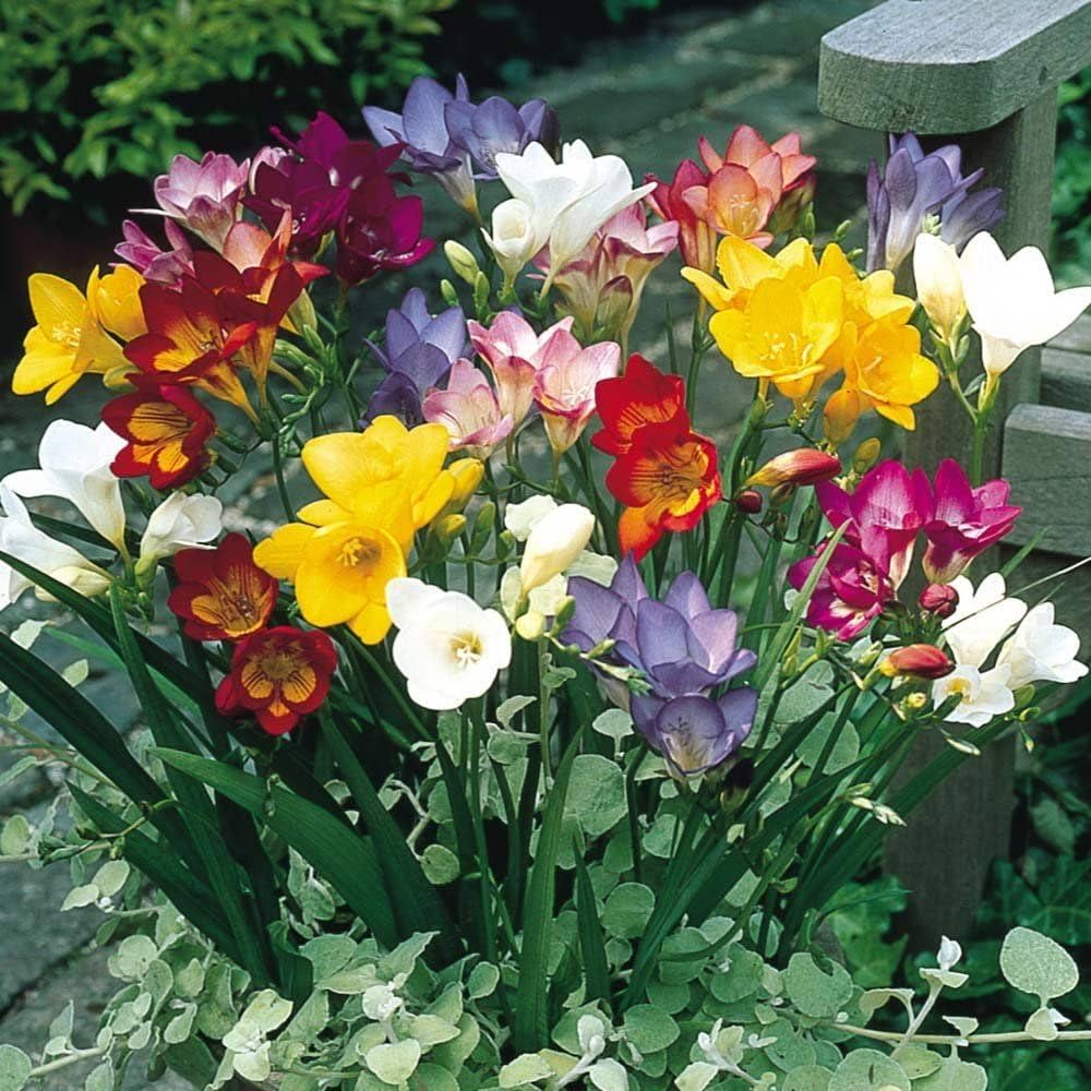 Freesia Bulbs Flower seeds for Planting Long Bloom Season Heirloom & GMO Free Seeds for Home Garden
