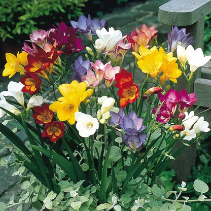 Freesia Bulbs Flower seeds for Planting Long Bloom Season Heirloom & GMO Free Seeds for Home Garden