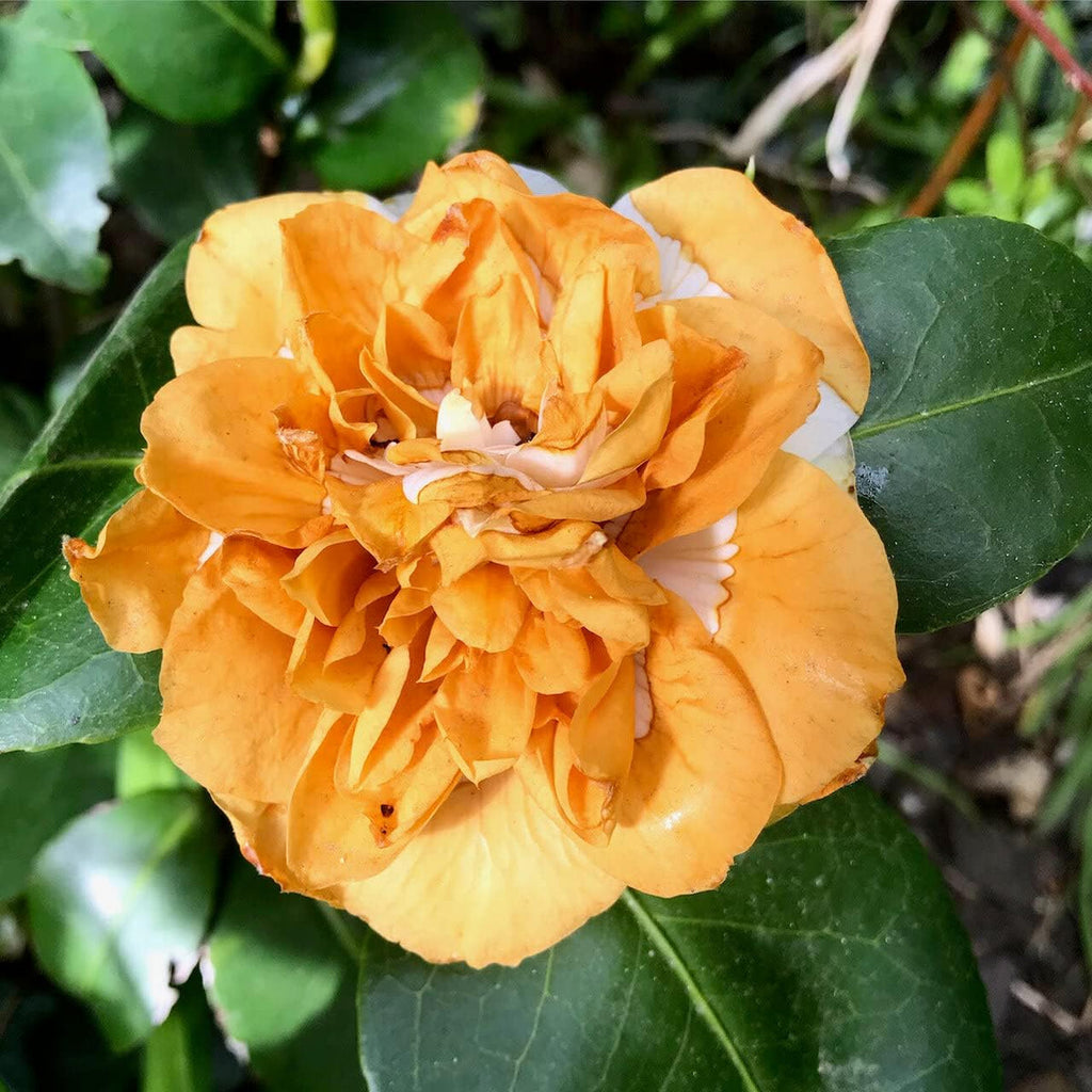 Orange White Camellia Flower seeds for Planting Hardy Variety, Heirloom & GMO Free Seeds for Home Garden seeds for planting