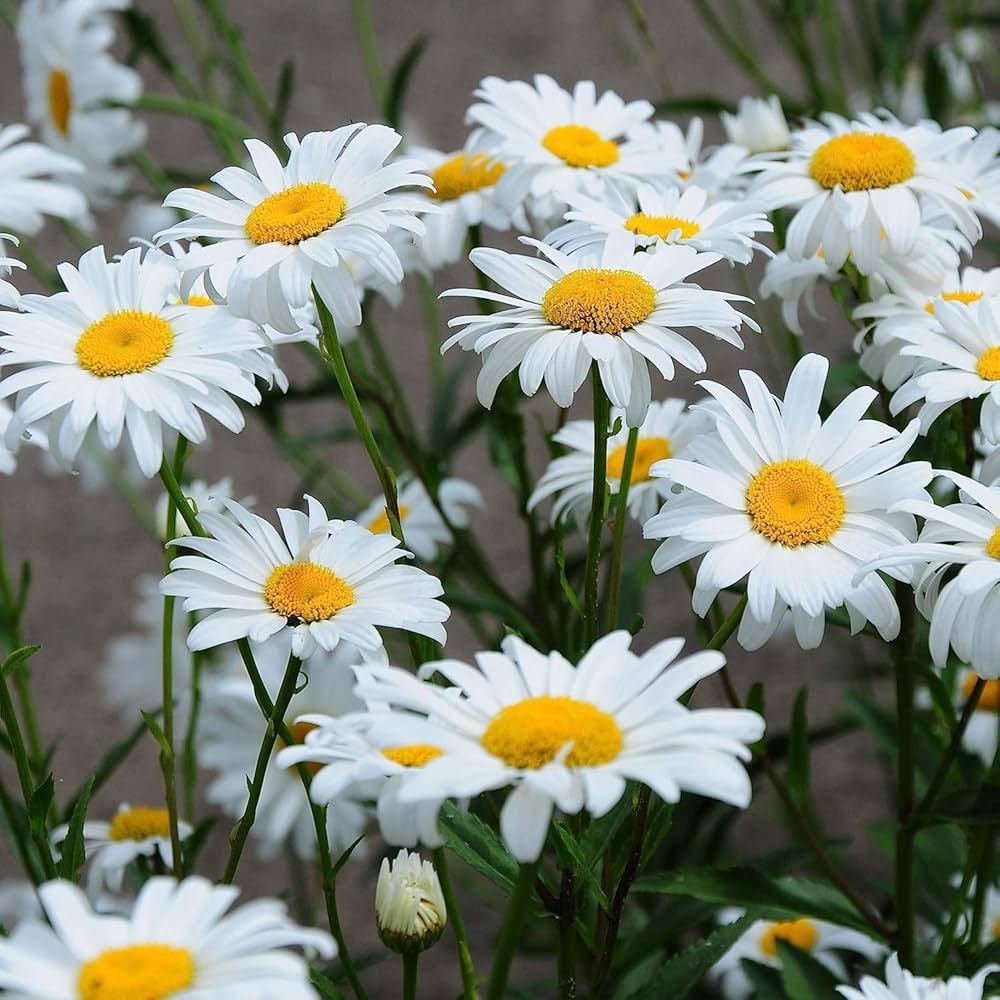Premium White Leucanthemum Flower seeds for Planting Drought Tolerant, Heirloom & GMO Free Seeds for Home Garden seeds