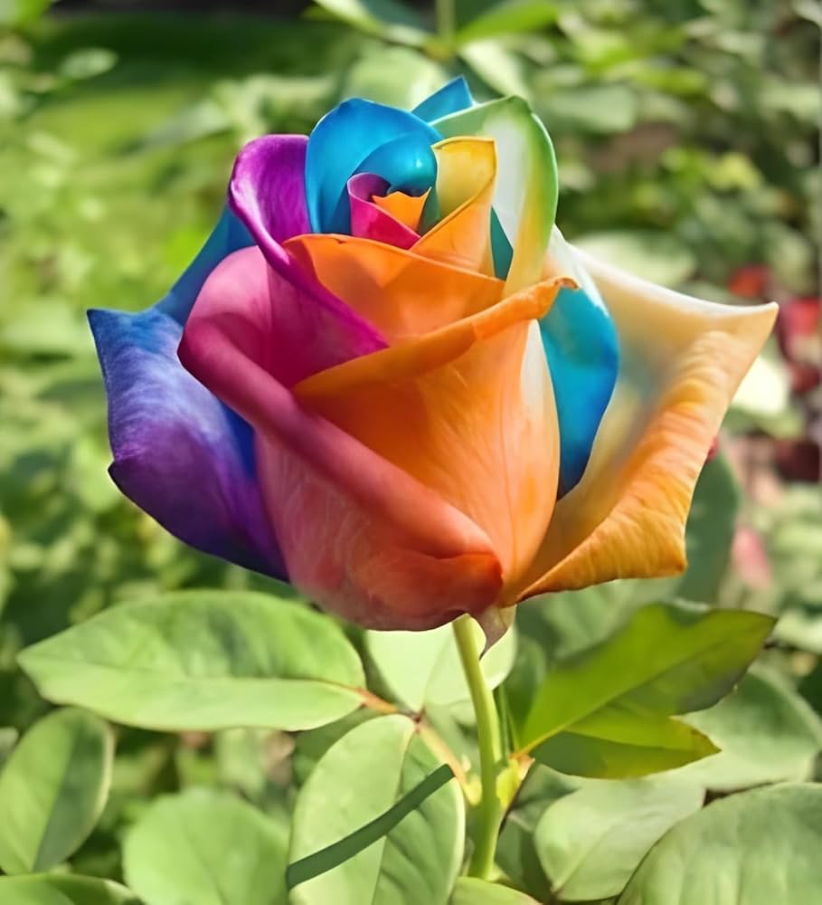 Rainbow Rose Flower seeds for Planting - Garden Favorite, Heirloom & GMO Free Seeds for Home Garden