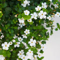 Bacopa Colgantes Flower seeds for Planting Vibrant Colors, Heirloom & GMO Free Seeds for Home Garden seeds for planting