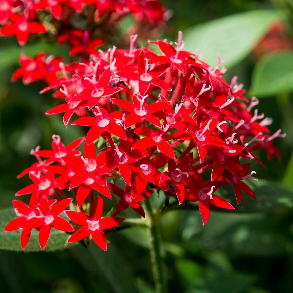 Red Pentas Flower seeds for Planting Perfect for Borders, Heirloom & GMO Free Seeds for Home Garden seeds for planting