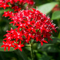 Red Pentas Flower seeds for Planting Perfect for Borders, Heirloom & GMO Free Seeds for Home Garden seeds for planting