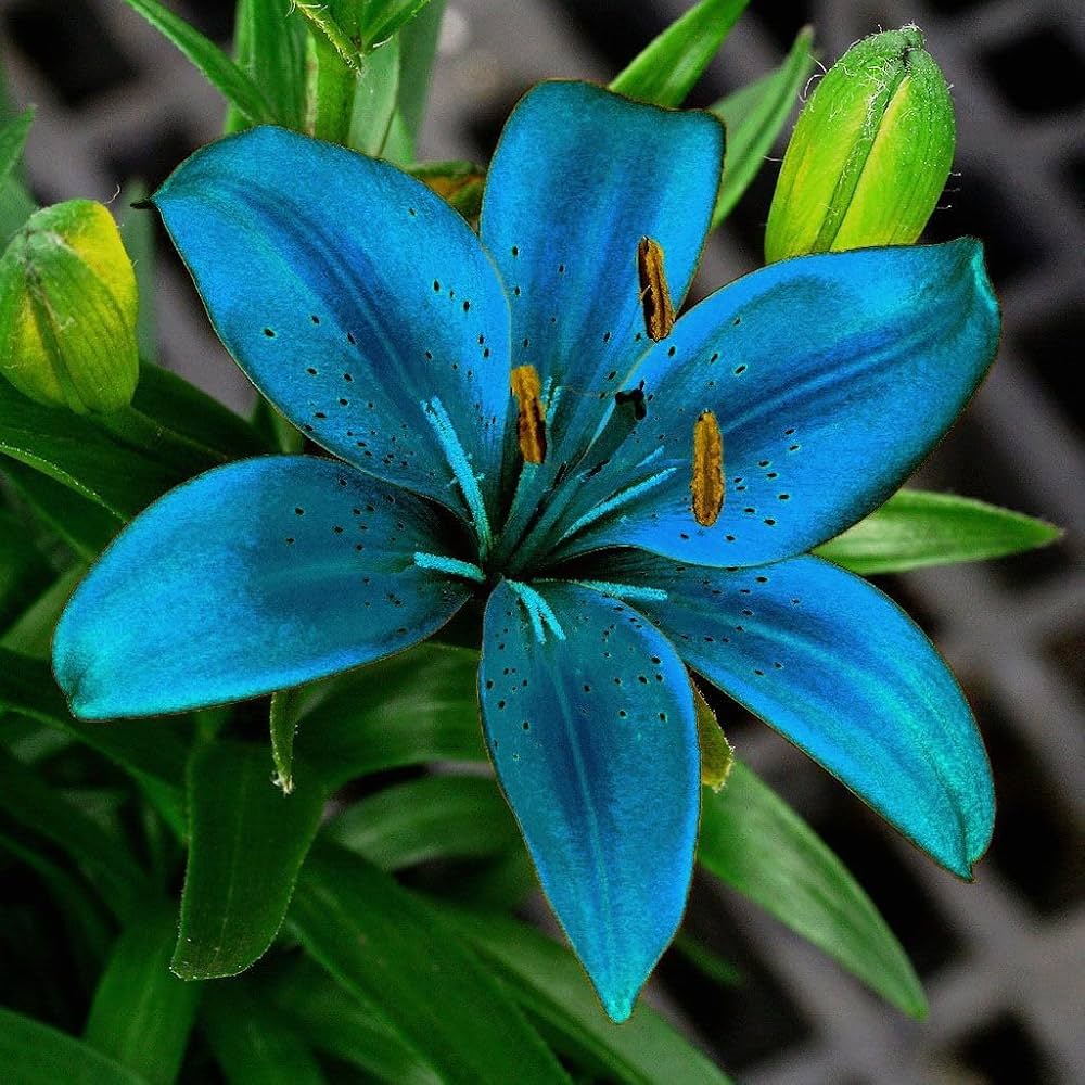 Lilium Flower seeds for Planting Low Maintenance, Heirloom & GMO Free Seeds for Home Garden vegetable and garden seeds
