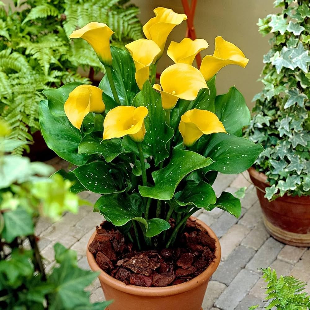 Premium Yellow Calla Flower seeds for Planting Garden Favorite, Heirloom & GMO Free Seeds for Home Garden seeds