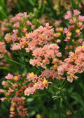 Limonium Sinuatum Flower seeds for Planting Vibrant Colors, Heirloom & GMO Free Seeds for Home Garden seeds for planting