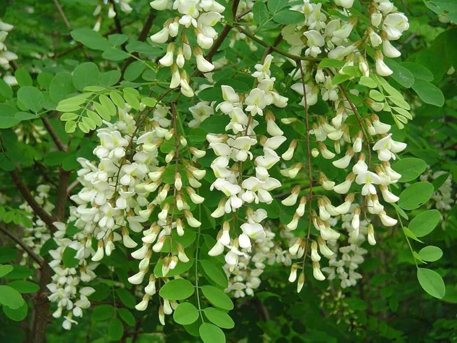 Robinia Flower seeds for Planting Long Bloom Season, Heirloom & GMO Free Seeds for Home Garden vegetable and garden seeds