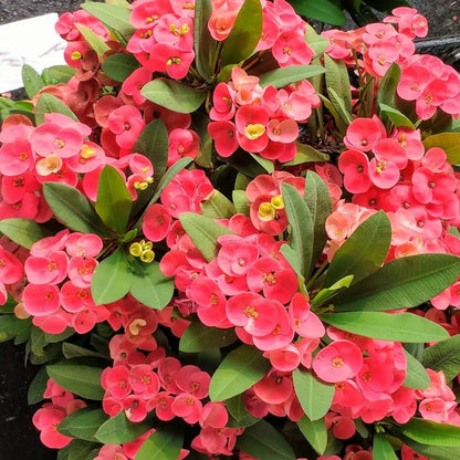 Milii Flower seeds for Planting - Wildflower Mix, Heirloom & GMO Free Seeds for Home Garden