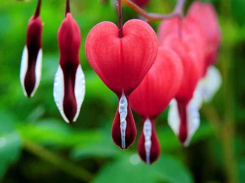 Bleeding Heart or Dicentra spectabilis Flower seeds for Planting Perfect for Borders, Heirloom & GMO Free Seeds for Home Garden seeds for planting