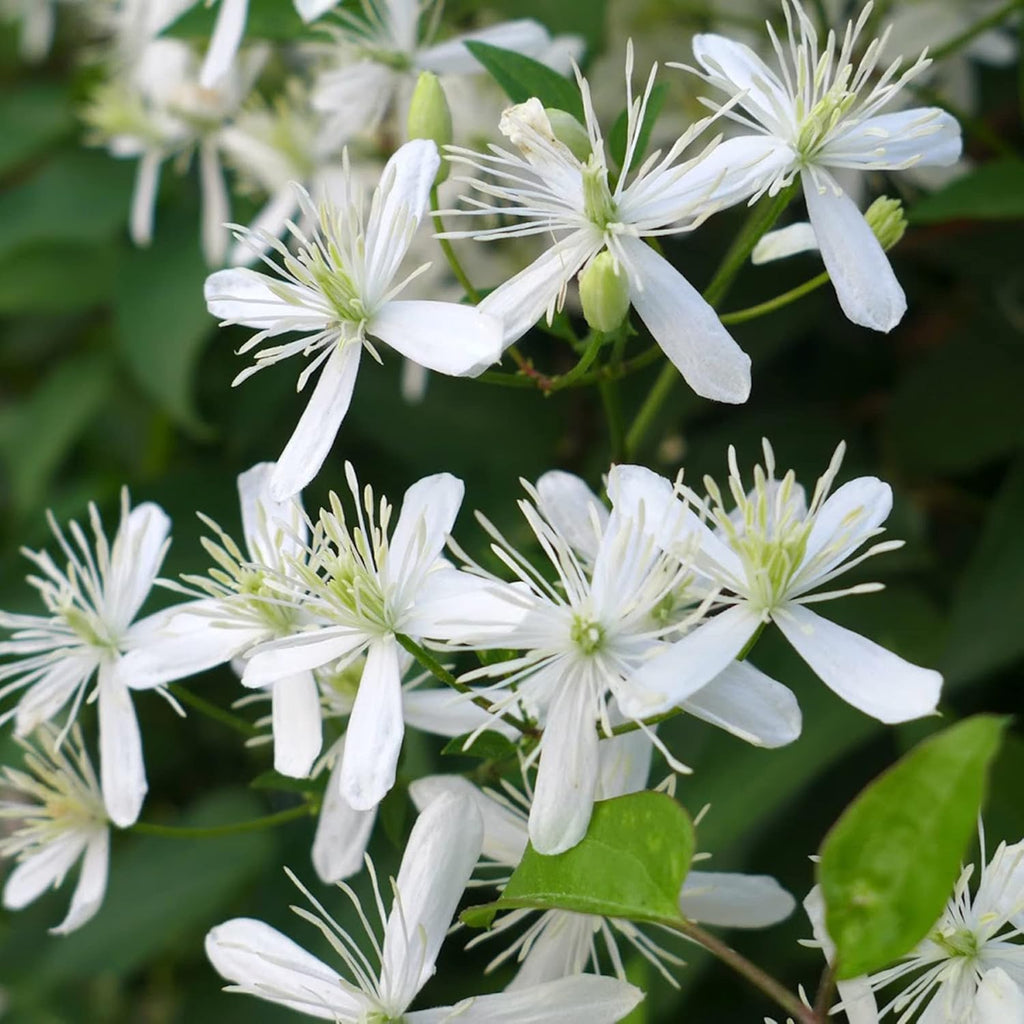 Clematis Montana Flower seeds for Planting Pollinator Friendly Heirloom & GMO Free Seeds for Home Garden vegetable and garden seeds