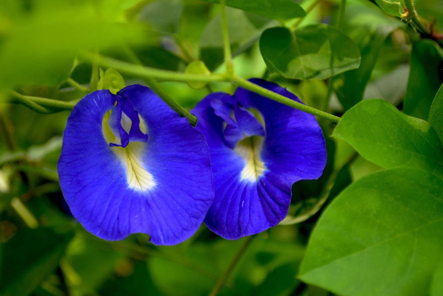 Pea Flower seeds for Planting Cut Flower Favorite Heirloom & GMO Free Seeds for Home Garden