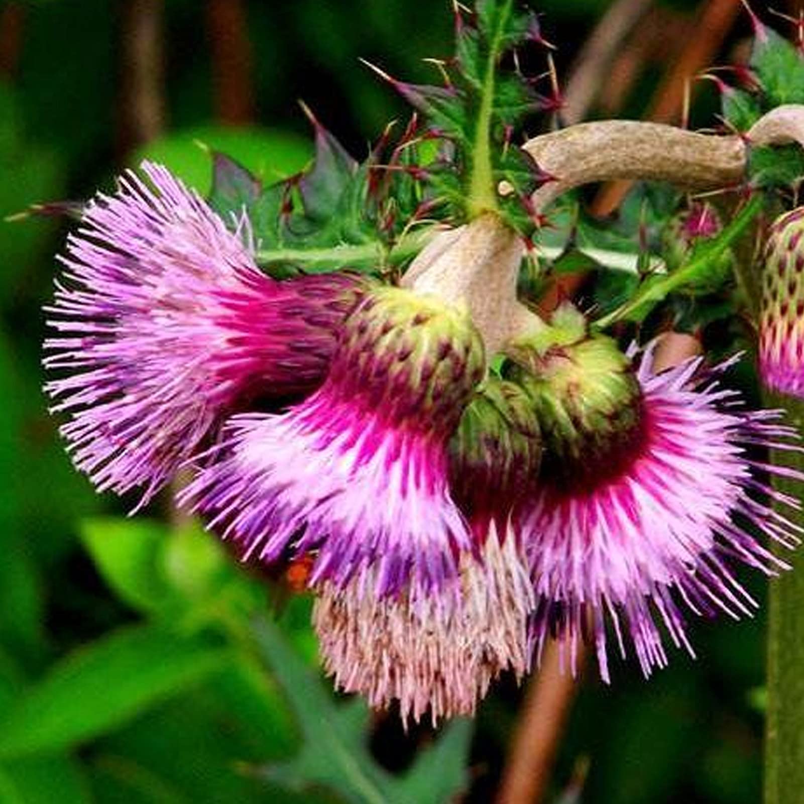 Pink Arctium Lappa Flower seeds for Planting Low Maintenance, Heirloom & GMO Free Seeds for Home Garden vegetable and garden seeds