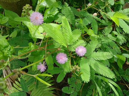 Mimosa Pudica Flower seeds for Planting Drought Tolerant Heirloom & GMO Free Seeds for Home Garden