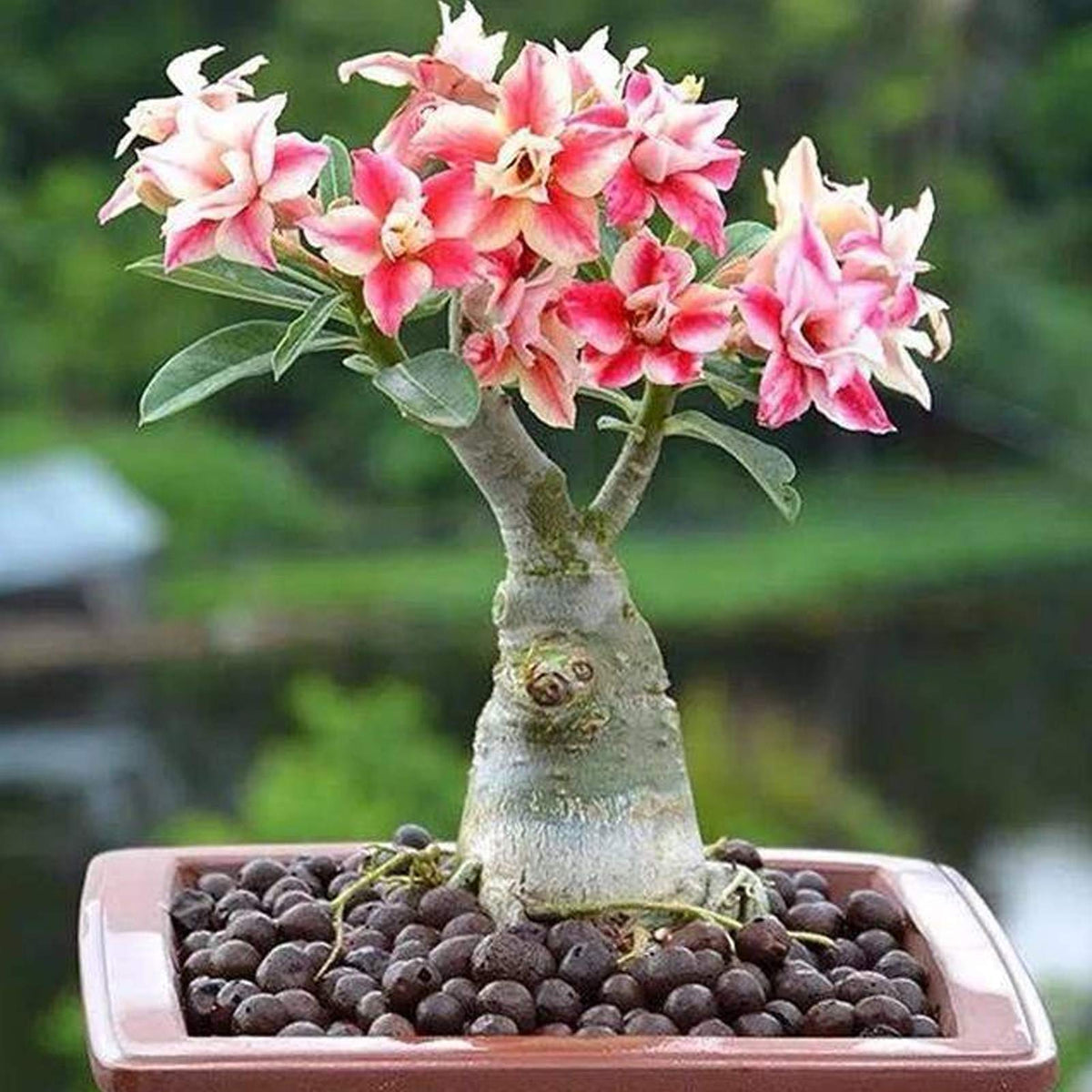 Light (Light Pink) seeds for planting in home garden