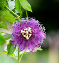 Purple Passiflora Incarnata Flower seeds for Planting Fragrant Blossoms, Heirloom & GMO Free Seeds for Home Garden seeds for planting