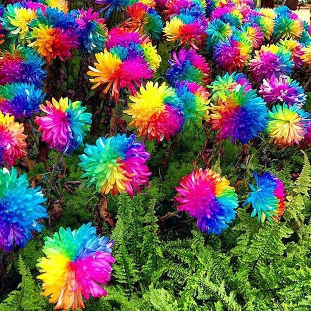 Premium Rainbow Chrysanthemum Flower seeds for Planting Fragrant Blossoms, Heirloom & GMO Free Seeds for Home Garden seeds
