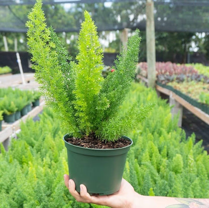 Beautifull Asparagus Meyeri Foxtail Fern Flower seeds for Planting - Hardy Variety, Heirloom & GMO Free Seeds for Home Garden