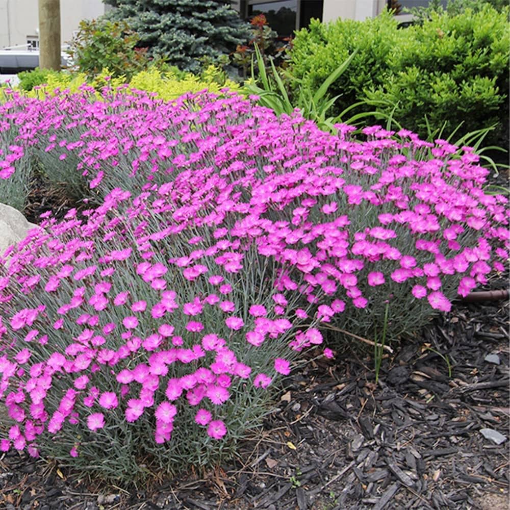 Pink Dianthus Flower seeds for Planting Perfect for Borders, Heirloom & GMO Free Seeds for Home Garden vegetable and garden seeds