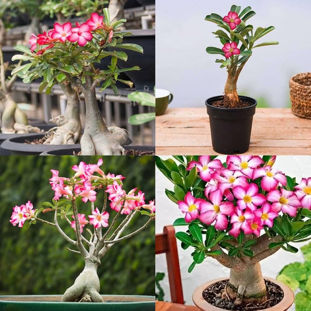 Bonsai Rose Flower seeds for Planting Hardy Variety Heirloom & GMO Free Seeds for Home Garden
