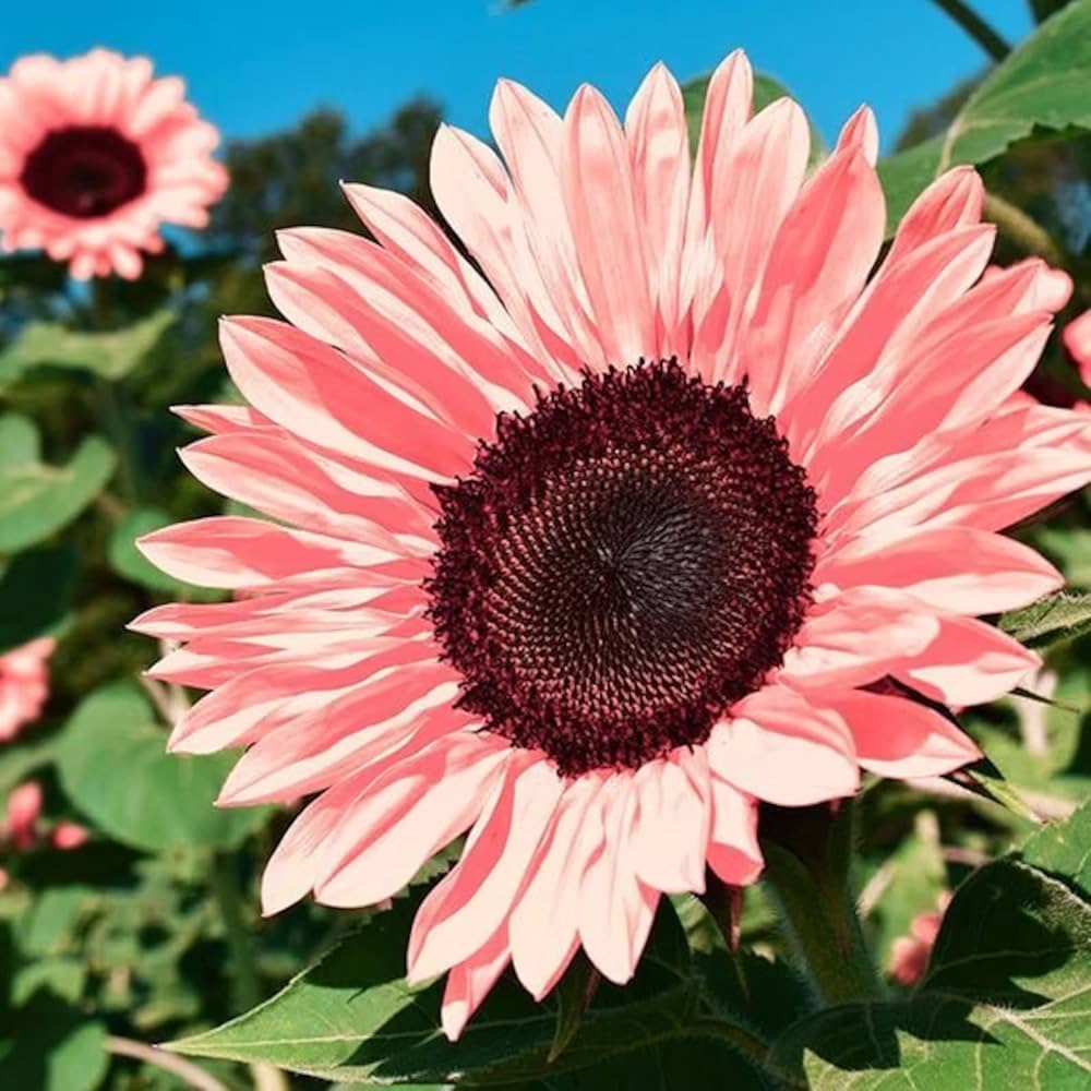 Pink Sunflower Flower seeds for Planting Perfect for Borders, Heirloom & GMO Free Seeds for Home Garden seeds for planting