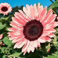 Pink Sunflower Flower seeds for Planting Perfect for Borders, Heirloom & GMO Free Seeds for Home Garden seeds for planting