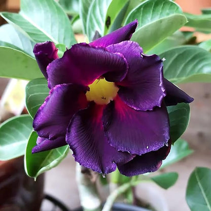 Adenium Obesum Flower seeds for Planting Low Maintenance Heirloom & GMO Free Seeds for Home Garden 
 
 Sale for planting in home garden
