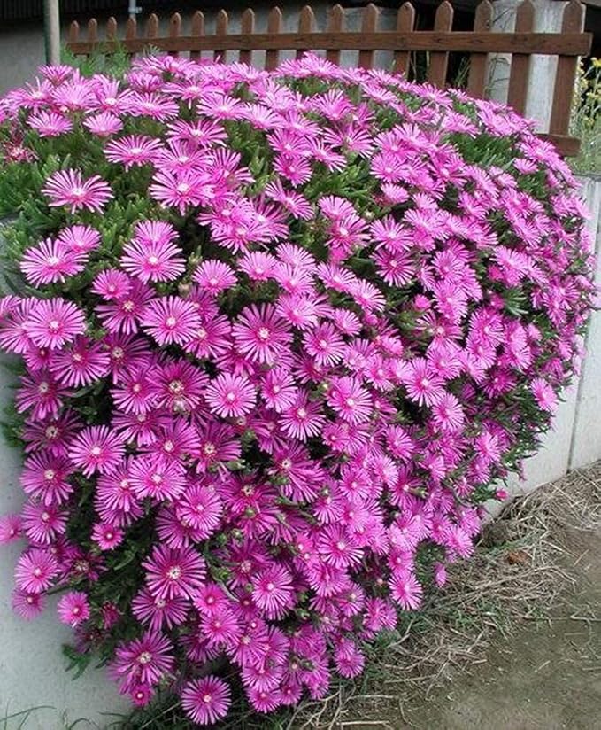 Lampranthus Maximiliana Flower seeds for Planting Sun Loving Heirloom & GMO Free Seeds for Home Garden