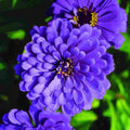 Zinnia Flower seeds for Planting Seasonal Bloomer, Heirloom & GMO Free Seeds for Home Garden seeds for planting