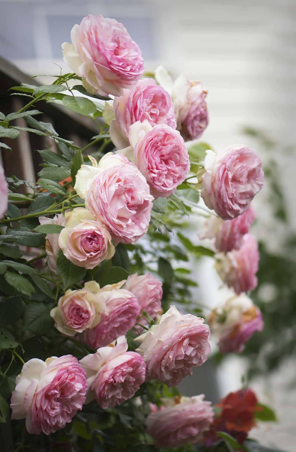 Premium Pale Pink Climbing Rose Flower seeds for Planting Bright Blooms, Heirloom & GMO Free Seeds for Home Garden seeds