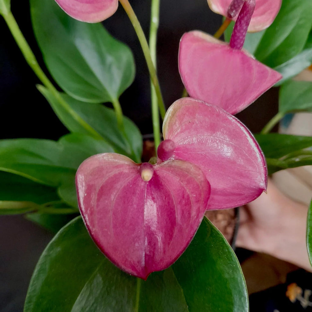 Mix Anthurium Flower seeds for Planting Wildflower Mix, Heirloom & GMO Free Seeds for Home Garden vegetable and garden seeds