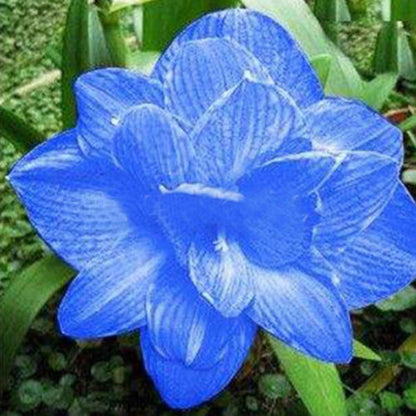 Captivating Light Blue Amaryllis Seeds for a Soothing Garden