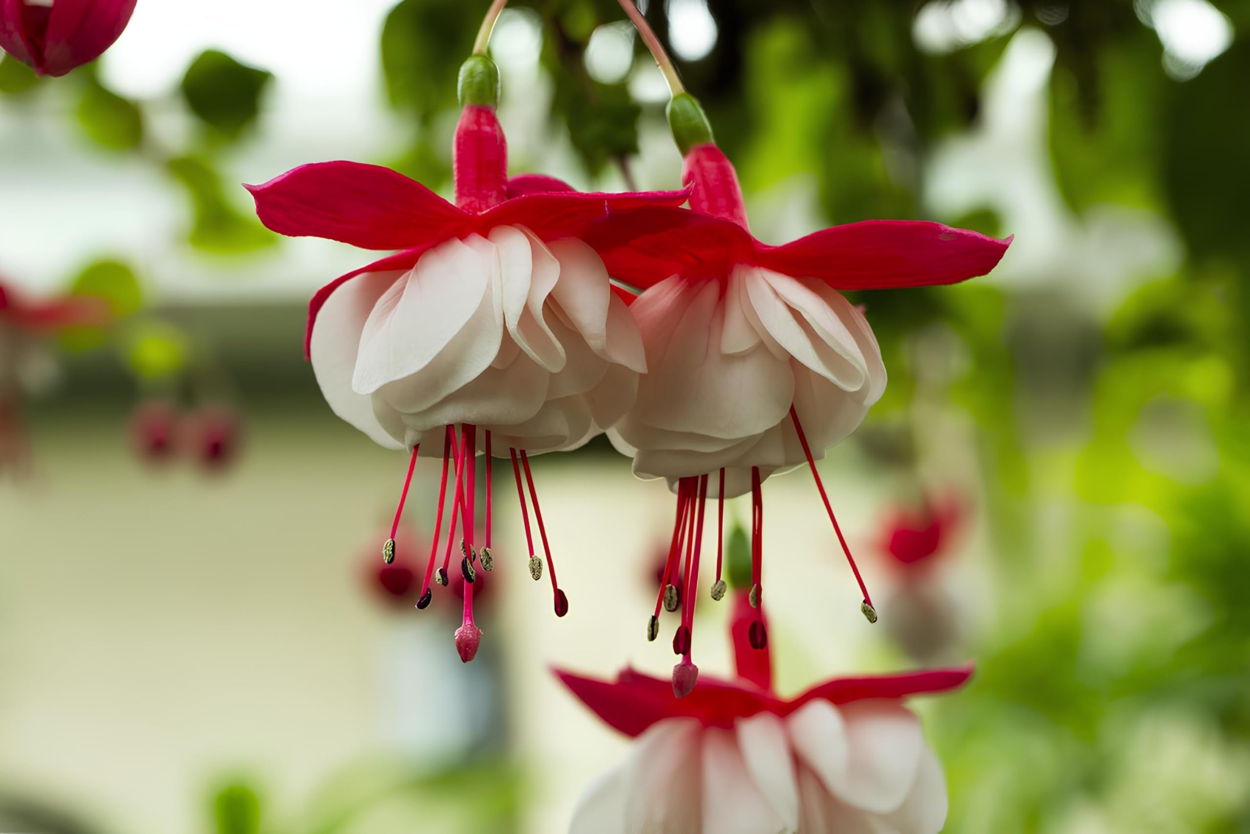 Premium Red White Fuchsia Seeds Flower seeds for Planting Shade Tolerant, Heirloom & GMO Free Seeds for Home Garden seeds