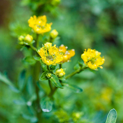 Heirloom Semi Erbe Flower seeds for Planting Drought Tolerant Heirloom & GMO Free Seeds for Home Garden