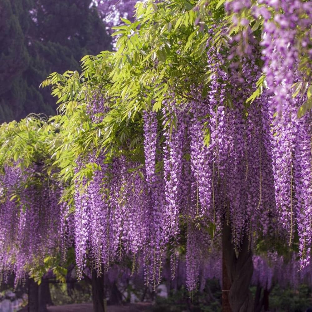 High quality Mix Wisteria Flower seeds for Planting Cut Flower Favorite, Heirloom & GMO Free Seeds for Home Garden seeds pack