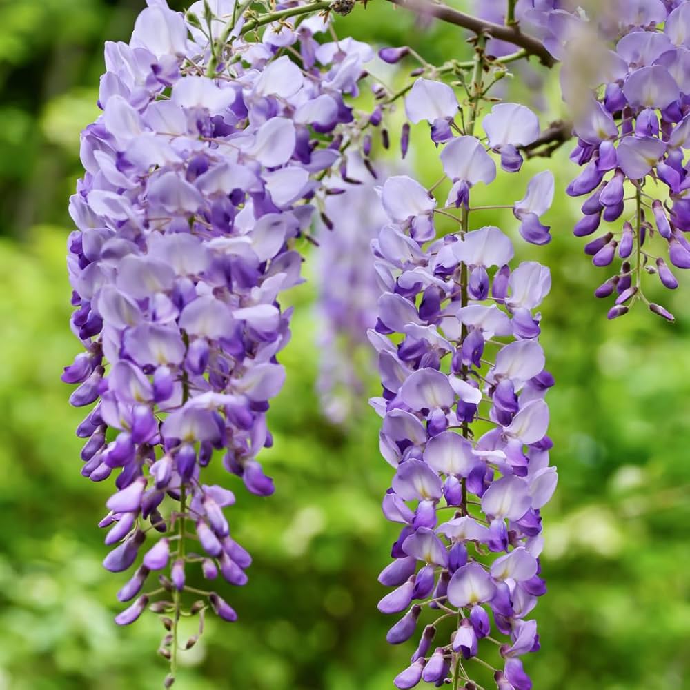 Mix Wisteria Flower seeds for Planting Cut Flower Favorite, Heirloom & GMO Free Seeds for Home Garden vegetable and garden seeds