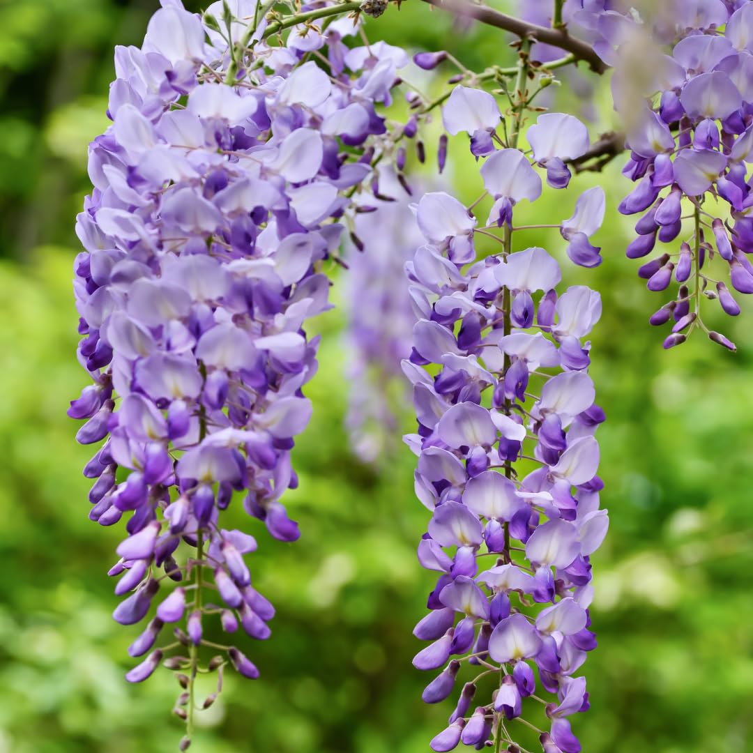 Wisteria Vine Flower seeds for Planting - Hardy Variety, Heirloom & GMO Free Seeds for Home Garden