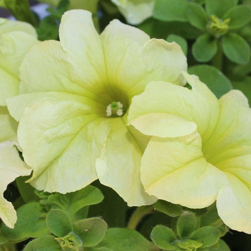 Premium Blue Lime Green Petunia Flower seeds for Planting Low Maintenance, Heirloom & GMO Free Seeds for Home Garden seeds