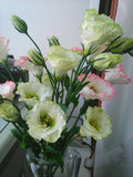 Yellow Lisianthus Flower seeds for Planting Cottage Garden Essential, Heirloom & GMO Free Seeds for Home Garden seeds for planting
