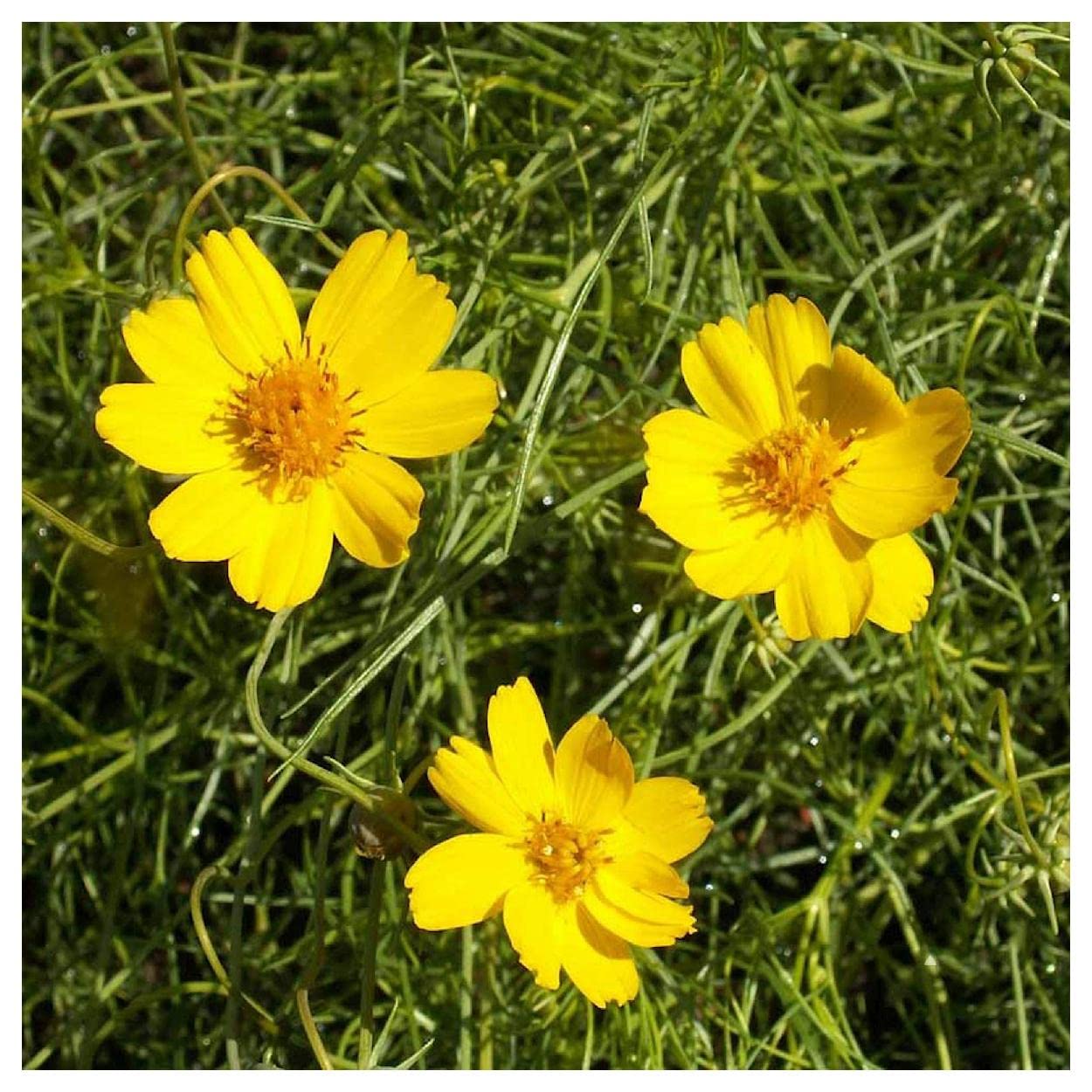 Greenthread Flower seeds for Planting Perfect for Borders Heirloom & GMO Free Seeds for Home Garden