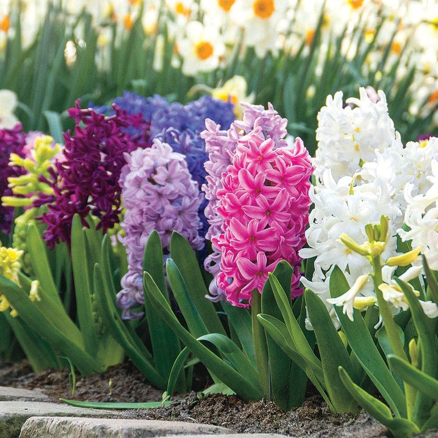 Hyacinth Flower seeds for Planting Colorful Display, Heirloom & GMO Free Seeds for Home Garden seeds for planting