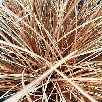 High quality Carex Comans Flower seeds for Planting Easy to Grow, Heirloom & GMO Free Seeds for Home Garden seeds pack